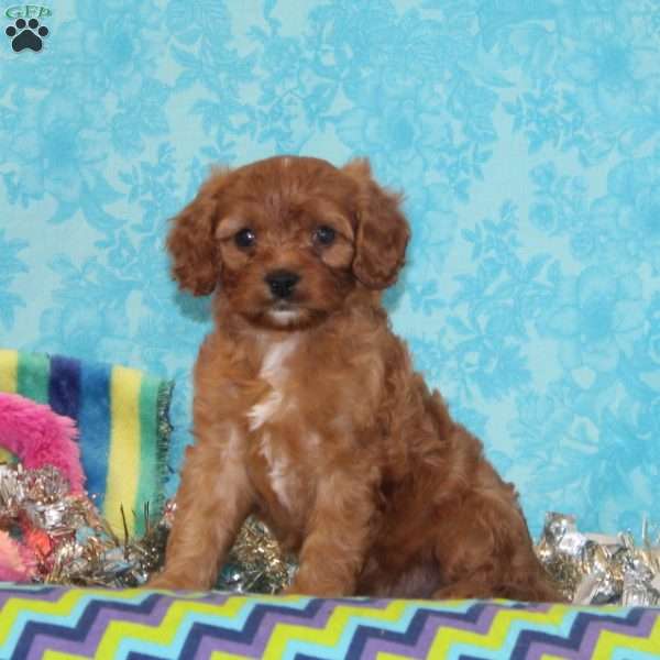 Bobolink, Cavapoo Puppy